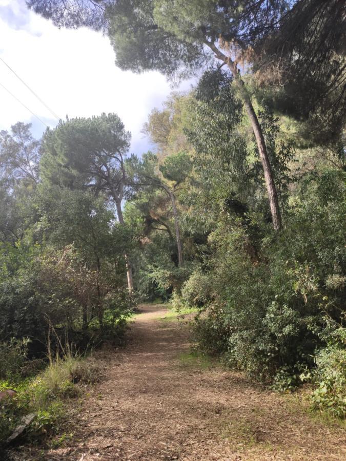 Beach Forest Paradise 마르베야 외부 사진